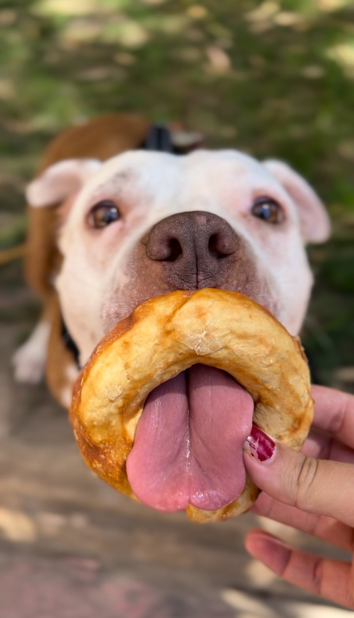 Donuts de colágeno - Pollo